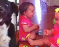 Twin Babies Laughing Hysterically At Dog Performing Tricks