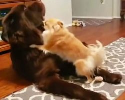 Newfoundland Plays Dead To Avoid Tiny Angry Dog