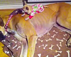 Adorably Tiny Chihuahua Sleeps On Top Of Great Dane