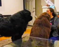 180 Pound Newfoundland Gets Jealous Of Brother, Decides To Wrestle