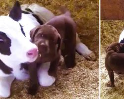 Lab Puppy Welcomes Baby Calf Into the World with Lots of Loving Kisses