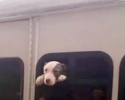 Dog Found Sticking Her Head Out The Window Of A Hot, Stolen Bus