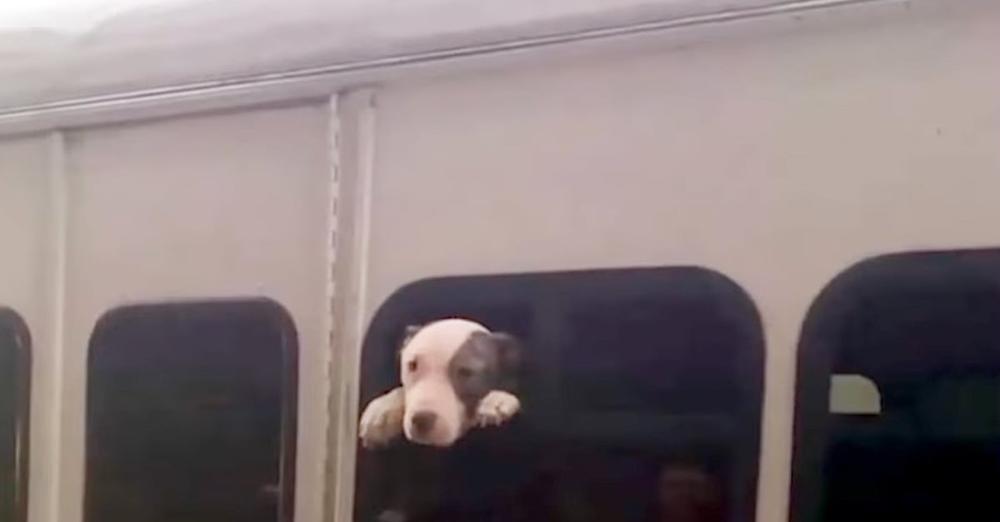 Dog Found Sticking Her Head Out The Window Of A Hot, Stolen Bus