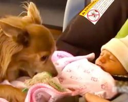 Milo The Chihuahua Meets His Baby Sister And Brings Her A Toy