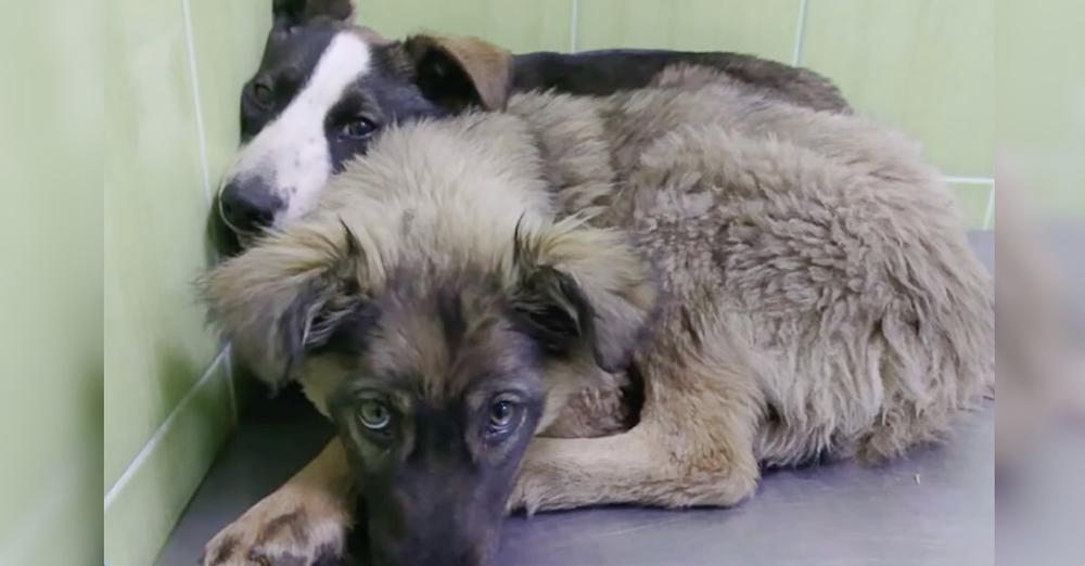 Puppies Huddled Together With ‘Shared Scars’ Of Trauma They Both Carried