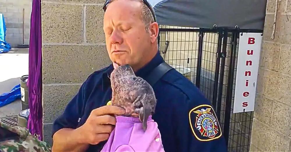 Puppy Is Reunited With The Firefighter Who Saved Her From Abuse