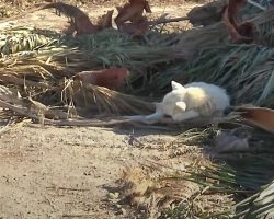 Old Deaf Dog Slept By The Freeway For 7 Months Before Intervention