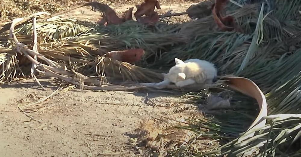 Old Deaf Dog Slept By The Freeway For 7 Months Before Intervention