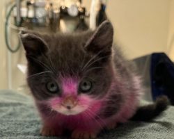 Kitten dyed pink, cleaned with household cleaner now recovering — owner charged in cruelty case