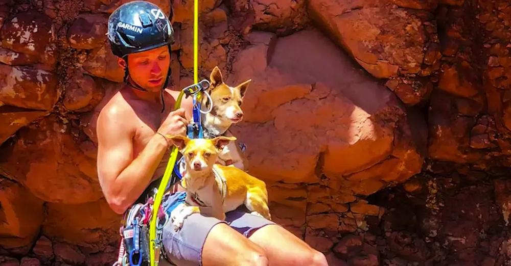 Guy Rappels Into Canyon To Save Abandoned Dogs