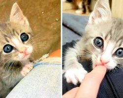 Tiny Orphaned Kitten Sits On Laps And Awaits Cuddles