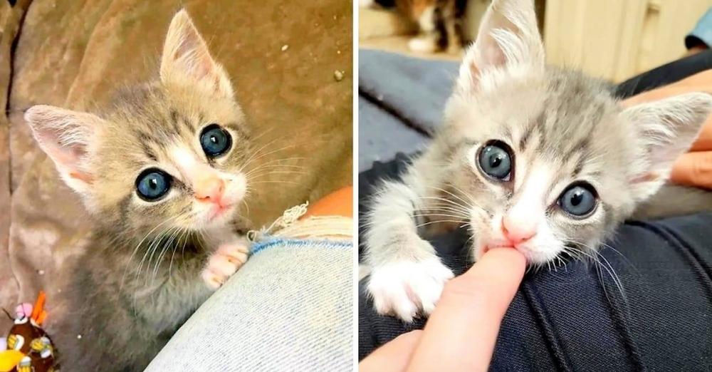 Tiny Orphaned Kitten Sits On Laps And Awaits Cuddles