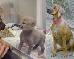 Puppy Helps Cheetah Cub Overcome a Genetic Condition