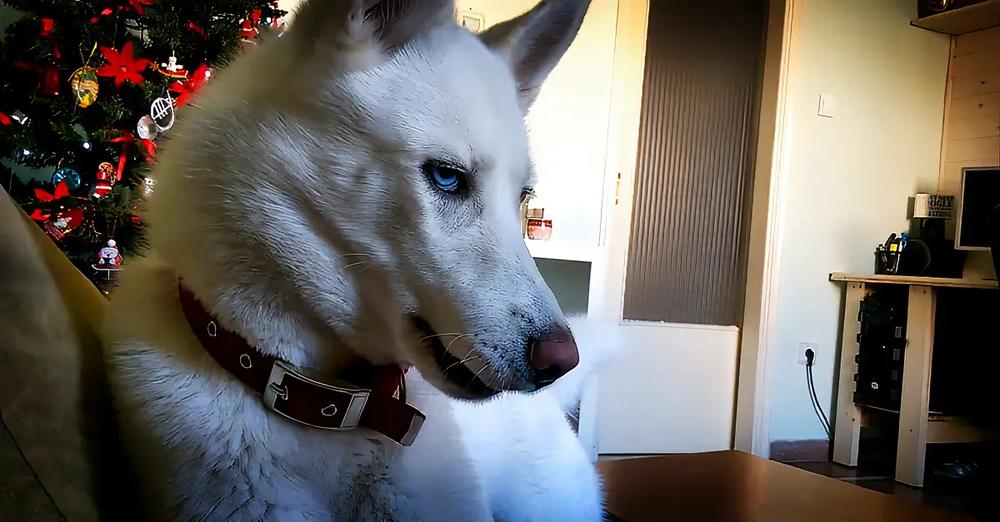 Bossy Husky Gets Furious When Owner Steals Her Spot