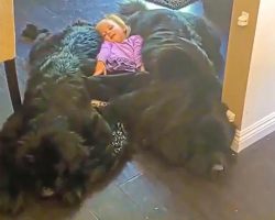 Little Girl Lies On Her Dream Bed Of Giant Puppies