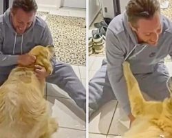 Ecstatic Dog Emotionally Reunited With Owner After Ten Months Away