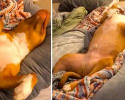 Dog Thinks Maternity Pillow Is His New Bed