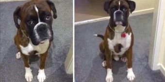 Boxer Dog Hates Bath Time, Pretends To Be Too Tired