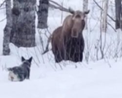 Dog Wants To Make A New Friend, But The Feeling Isn’t Mutual