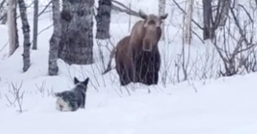 Dog Wants To Make A New Friend, But The Feeling Isn’t Mutual