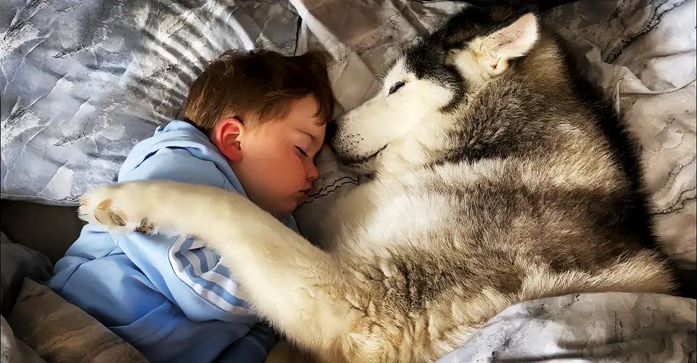 Husky Refuses To Get Out Of Babies Bed Then Falls Asleep Cuddling Him