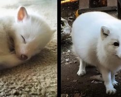 Woman Raises A ‘Puppy’ For Over A Year, Turns Out To Be A White Fox