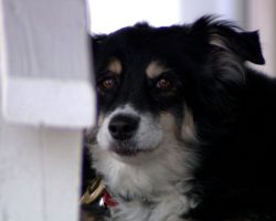 Border collie inherits $5 million from owner’s will after he dies