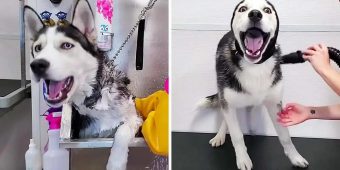 Dramatic Husky Throws A Temper Tantrum At The Groomers