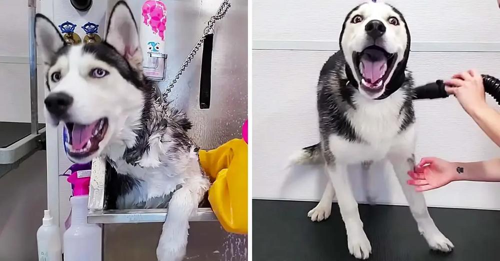 Dramatic Husky Throws A Temper Tantrum At The Groomers