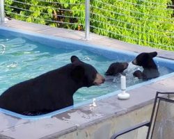 They Look Outside & See That A Bear Family Has Decided To Cool Off In The Pool