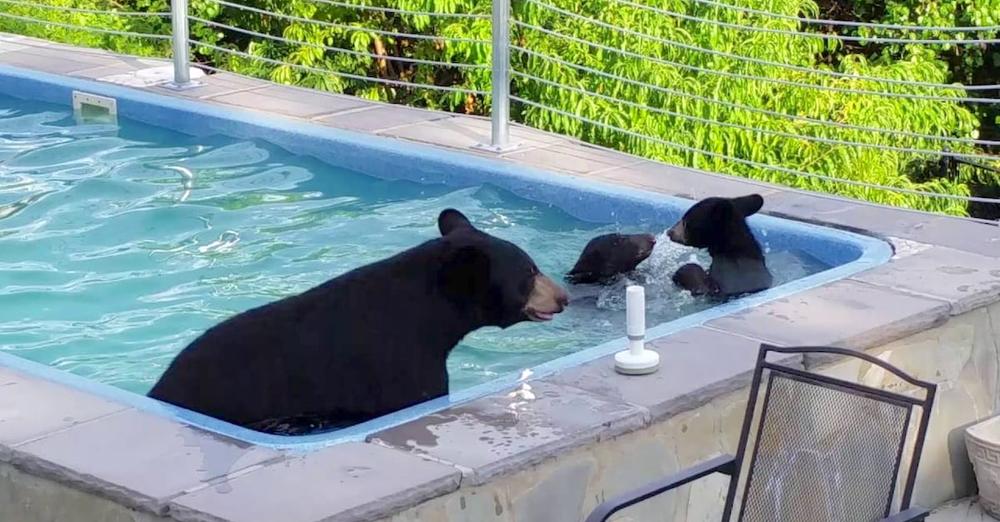 They Look Outside & See That A Bear Family Has Decided To Cool Off In The Pool