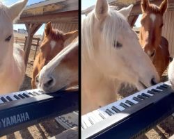 Talented Horses Gather Around The Keyboard To Jam Together