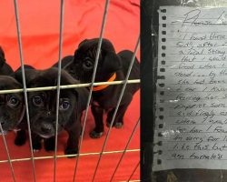 Homeless man rescues orphaned litter of puppies from storm, leaves them at shelter with moving letter