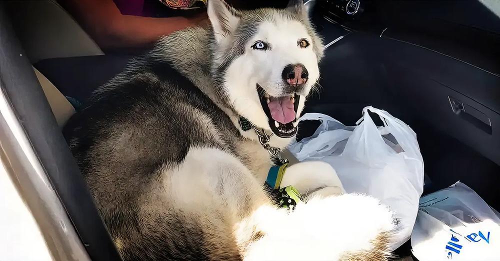 This Stubborn Husky Refuses to Give Up the Front Seat