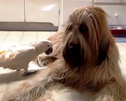 Cockatoo Barks Like A Dog, Just To Get Dog’s Attention