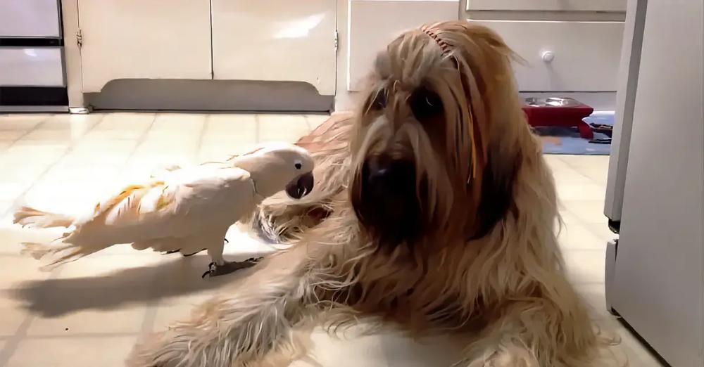 Cockatoo Barks Like A Dog, Just To Get Dog’s Attention