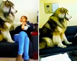 Giant Alaskan Malamute Needs Constant Attention From Mom
