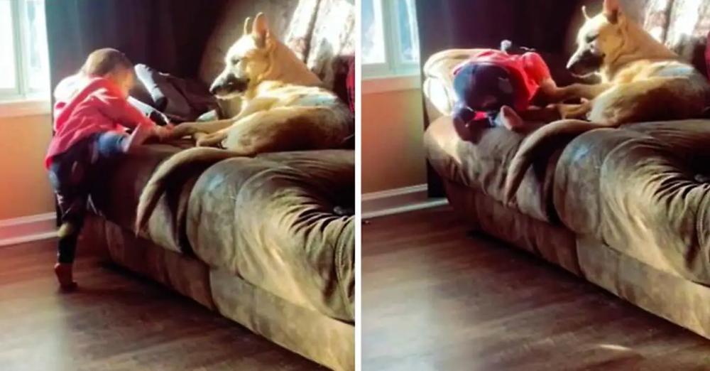 German Shepherd Helps Little Girl Climb Onto Couch