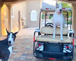 Spoiled Great Dane Refuses To Leave The Golf Cart