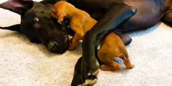 Tiny, Scared Puppy Falls In Love With A 120-Pound Great Dane