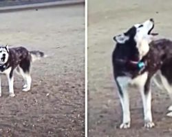 Vocal Husky Refuses To Leave The Dog Park