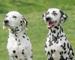 Dalmatians fight off pack of 4 coyotes to protect their dog walker