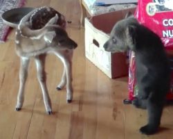 Tiny Bear Cub Doesn’t Quite Know What To Think Of The New Fawn