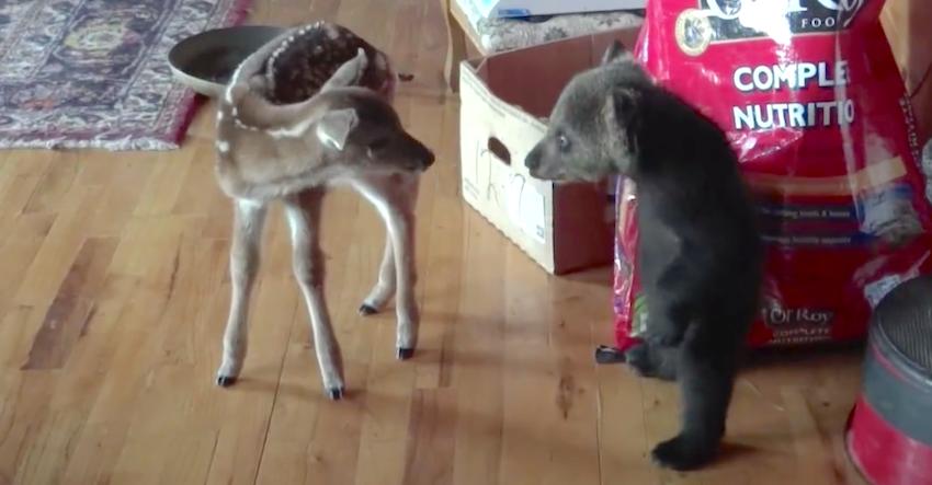 Tiny Bear Cub Doesn’t Quite Know What To Think Of The New Fawn