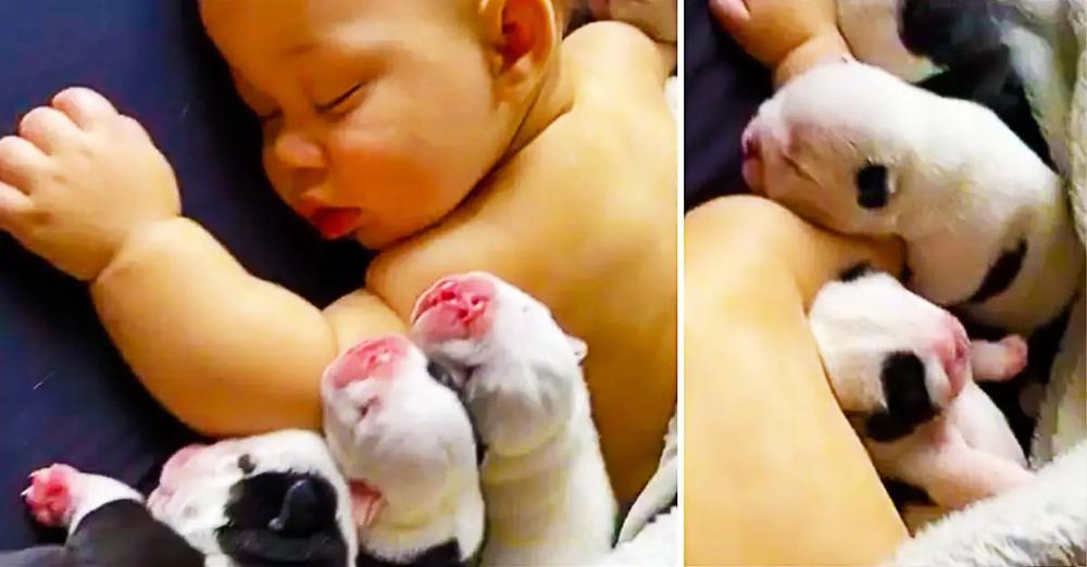 Baby Sleeps With 6 Newborn Bulldog Puppies