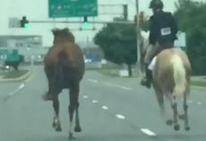 Brave 16-Year-Old Girl Chases Horse On Highway To Save Him