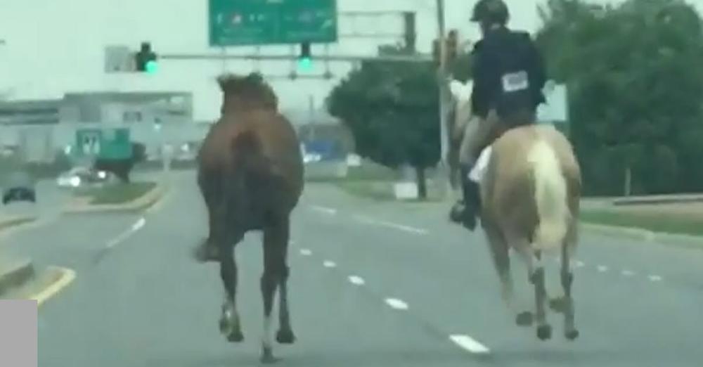 Brave 16-Year-Old Girl Chases Horse On Highway To Save Him