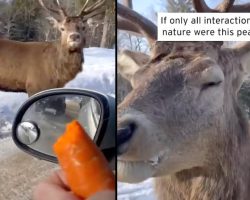 Man Comes Across A Wild Deer And Offers Up A Carrot By Hand