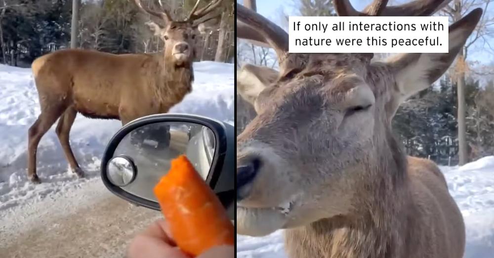 Man Comes Across A Wild Deer And Offers Up A Carrot By Hand