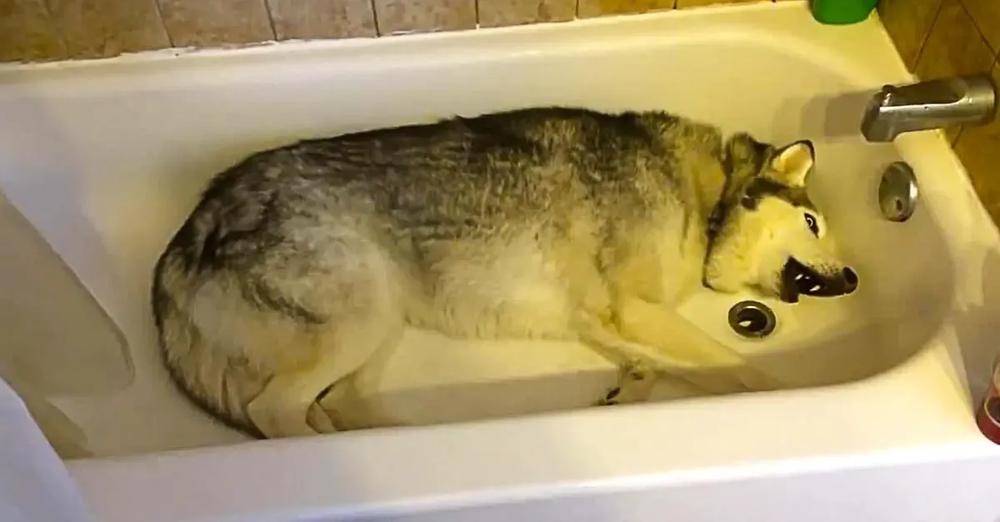 Stubborn Husky Throws Hilarious Temper Tantrum in the Bathtub